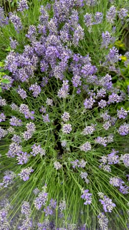 a lush cluster of blooming lavender flowers in soft purple hues fills the frame, creating a calming and fragrant garden scene surrounded by delicate green stems
