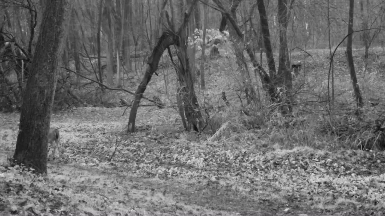 venado de cola blanca de un año caminando con cautela a través de un claro en la madera a fines del otoño