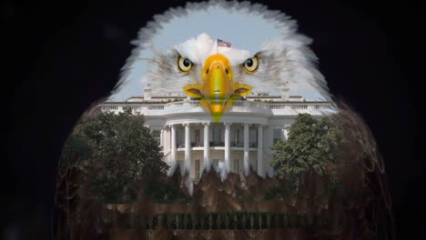 águila-Calva-Sobre-La-Casa-Blanca-En-Washington-Dc