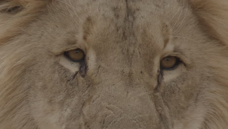 lion face extreme close up in african jungle