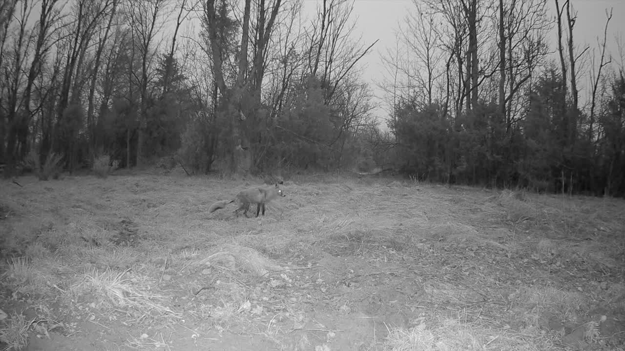 Red fox (Vulpes vulpes) with mange stares at a trail camera at night. Saaremaa, Estonia.