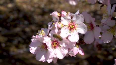 almond tree blossom in israel