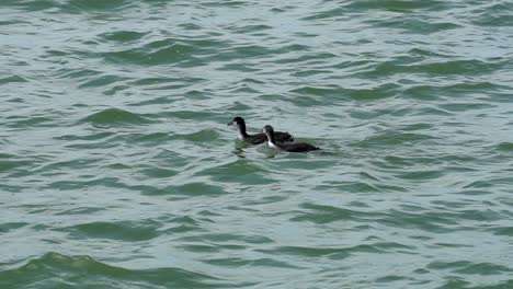 Ducks-swimming-against-the-stream