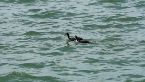 ducks swimming against the stream