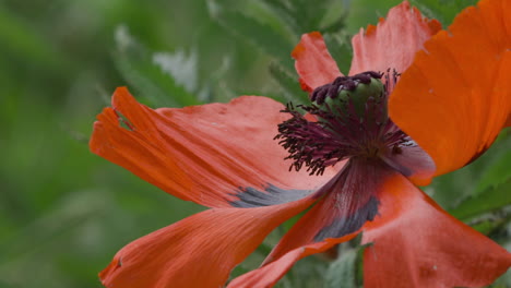 Flor-De-Amapola-Oriental-Completamente-Abierta-En-Flor