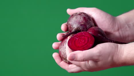 fresh beets in the hands .