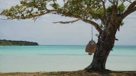 a picturesque tropical bay with a bonsai tree on the beach