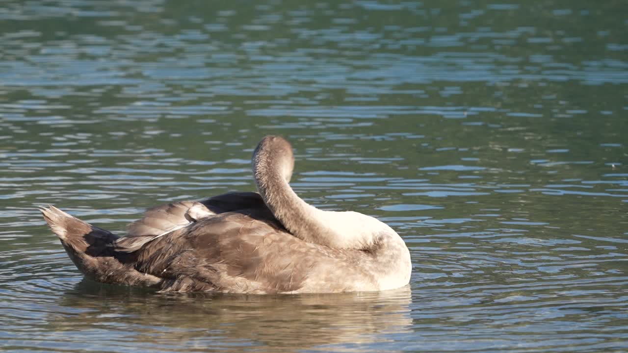 Primo piano di un cigno che nuota nel lago di Walenstadt, Svizzera; acqua calma, fauna selvatica e vista sulla natura