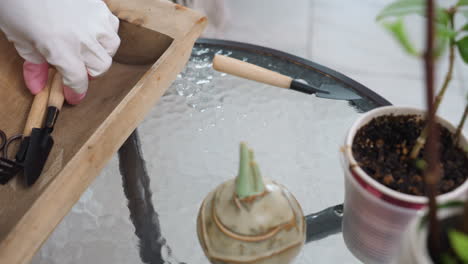 creative wearing white gloves with pink fingertips removes small rake and trowel from wooden tool box on glass table beside indoor plants then readies metal gardening tools for soil work in cozy home