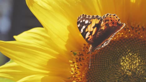mariposa sentada en girasol y bebiendo néctar, flores florecientes de polinización de temporada, día soleado, cerrar