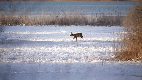 beautiful deer in a winter landscape