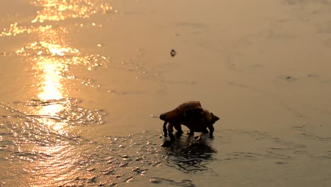 Ein-Einsiedlerkrebs,-Der-Während-Der-Goldenen-Stunde-An-Einem-Meeresstrand-Spazieren-Geht-3