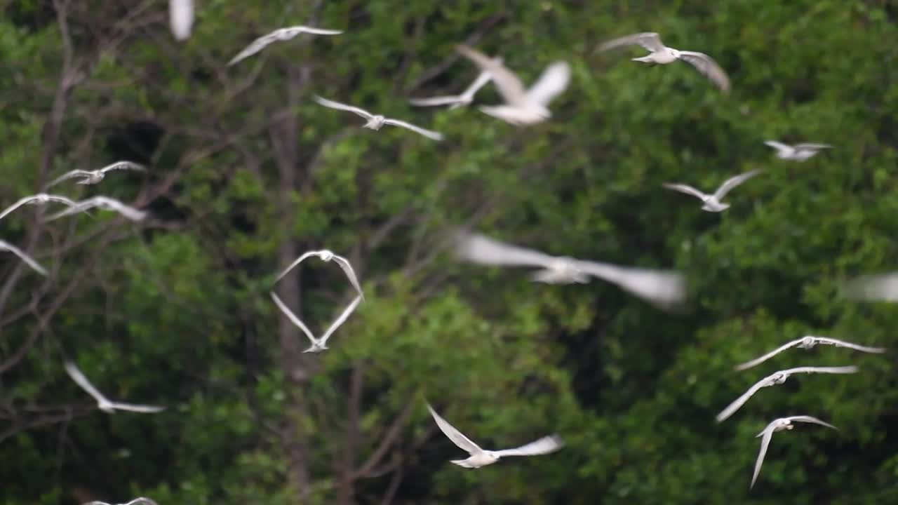 제비갈매기는 전 세계 바다, 강 및 기타 더 넓은 수역에서 볼 수 있는 바닷새입니다.