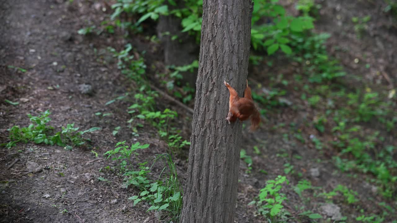 Squirrel Climbing a Tree in a Forest
