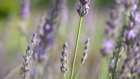 Video-Macro-En-Cámara-Lenta-De-Un-Campo-De-Lavanda