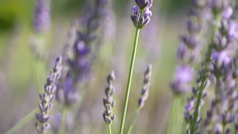 video macro en cámara lenta de un campo de lavanda