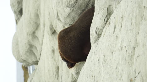 Seehund-Auf-Weißen-Felsen