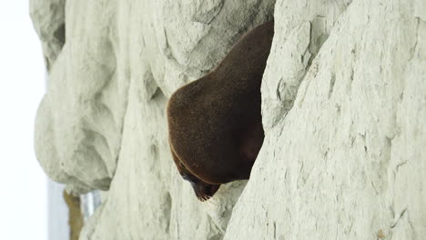 Foca-Marina-Sobre-Rocas-Blancas