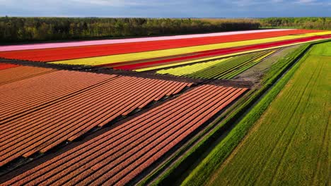 stunning aerial view of colorful tulip fields