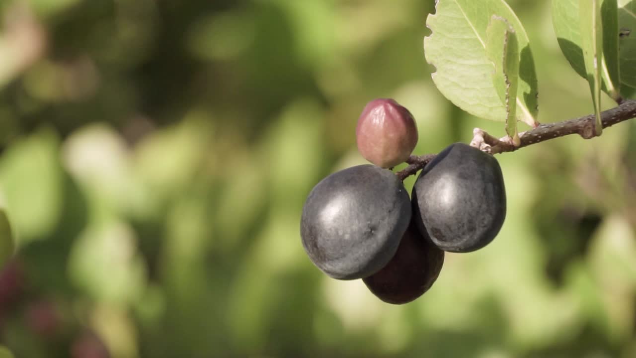 배경에 잎이 있는 코코플럼 나무에 대해 슬로우 모션으로 날아가는 나비