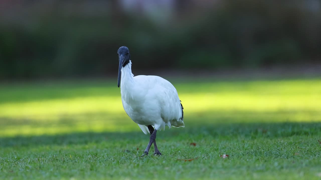 이비스가 잔디를 고 먹이를 찾고 있습니다.