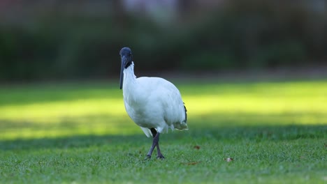 ibis caminando y buscando alimento en la hierba
