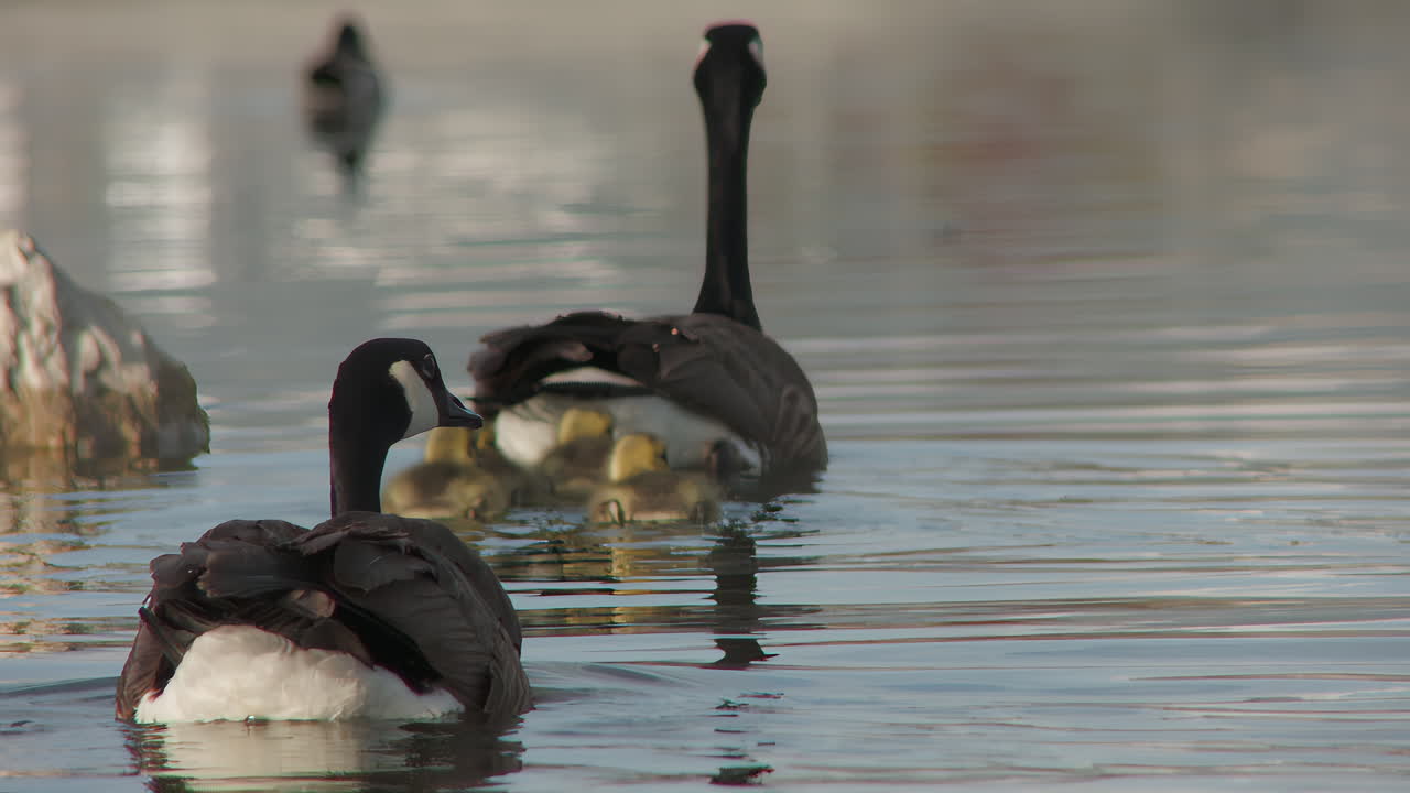 Ganso-canadense com filhotes de ganso nadando em lago tranquilo