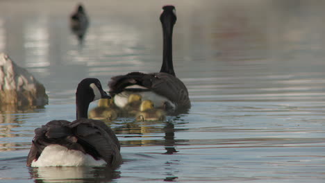 canada goose with baby geese swimming on tranquil lake