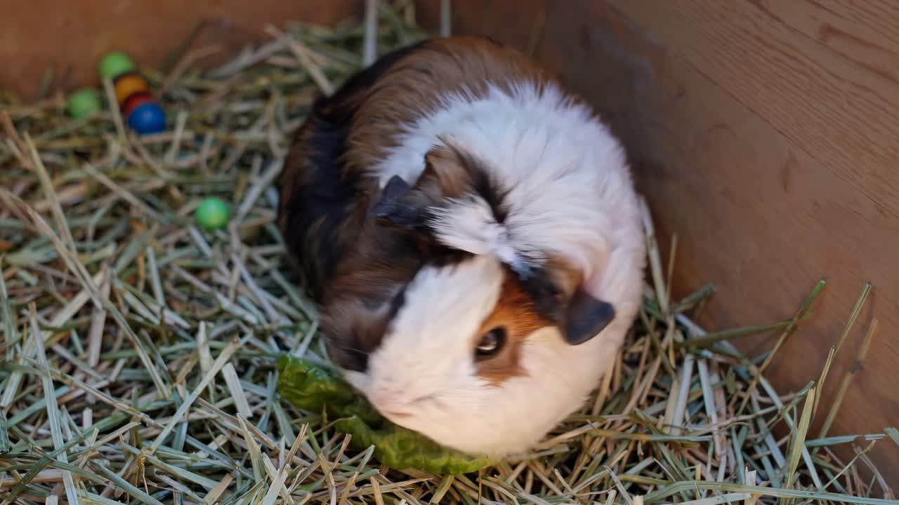 Close-up video of a guinea pig in a wooden box filled with hay, shot from a top-down angle