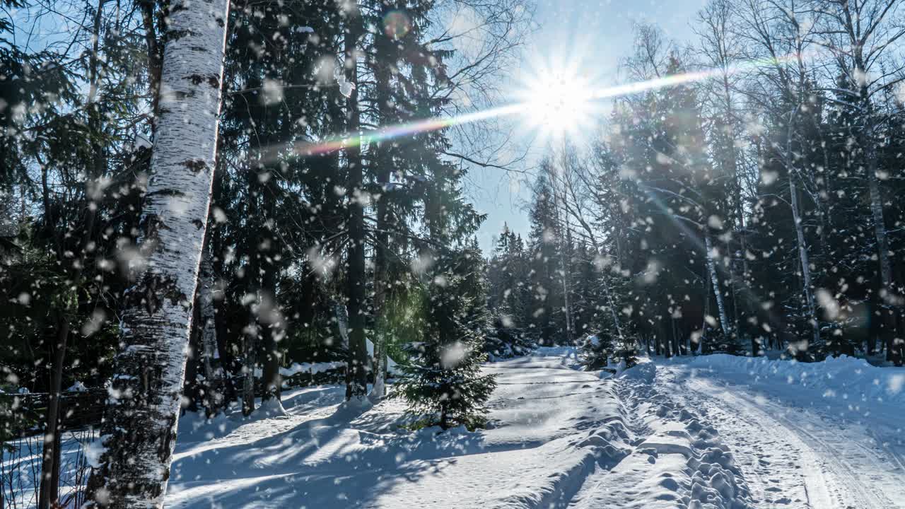 눈이 내리는 자연, 숲, 나무, 풍경, 빛, 은 겨울 날, 분위기, 밝은 눈, 차가운 시간, 비디오 루프, 시네마그래프