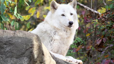 close-up of southern rocky mountain gray wolf resting on top of boulder, sniffs the air and almost yawns