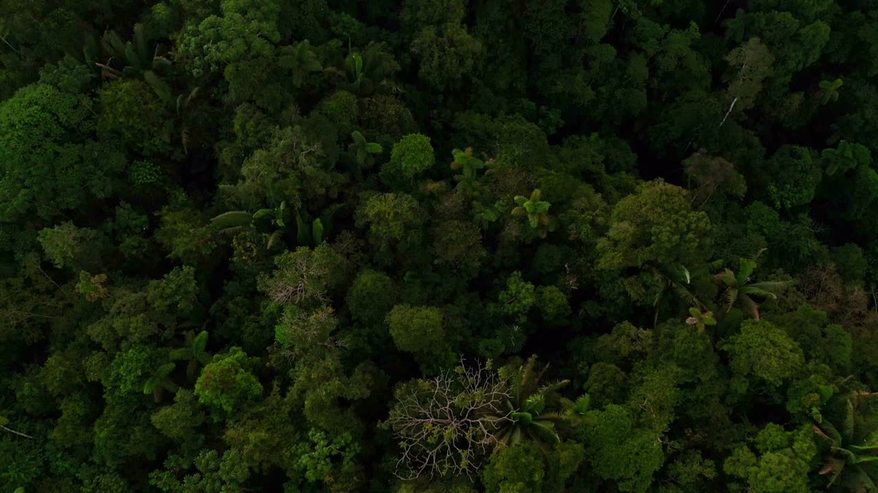 Vista aerea dall'alto di una foresta tropicale con una grande biodiversità in Amazzonia