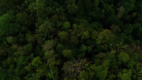 vista aérea de arriba de un bosque tropical con una gran biodiversidad en el amazonas
