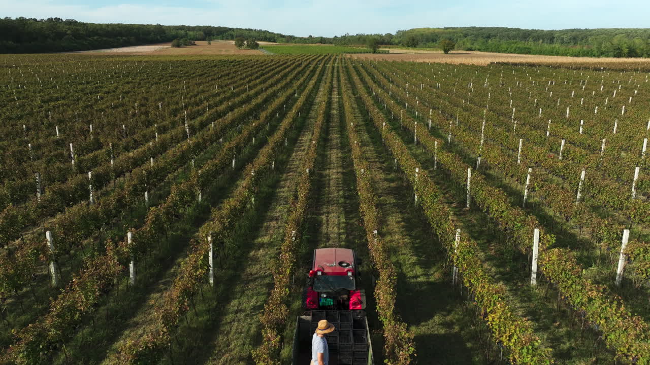 Vineyard Workers Harvesting with Tractor