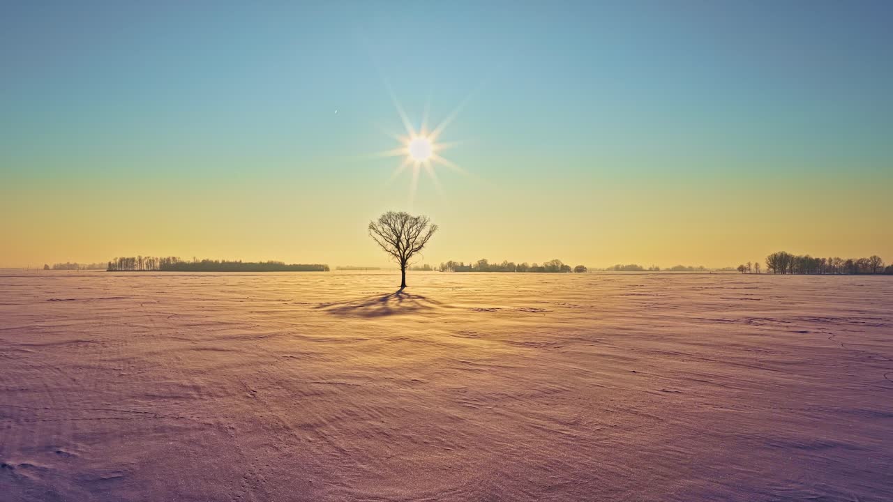 Vinterlig minimalistisk tre alene på snødekt mark under sollys, sett fra luften