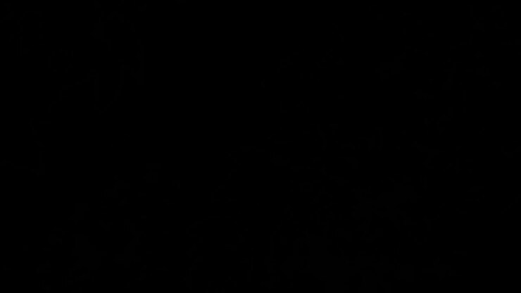 Soft shadowed leaves silhouette animated overlay, transparent 4K video, alpha channel, ProRes 4444