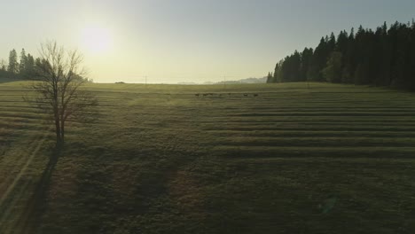 牧牛在阳光照亮的绿色田野中放牧,波兰