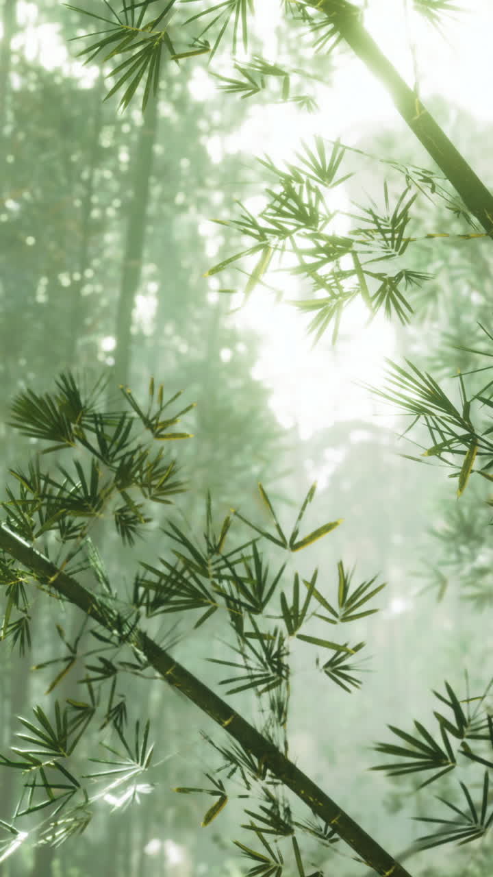 Rigoglioso bosco di bambù che prospera nella soffusa luce mattutina vicino a un paesaggio sereno