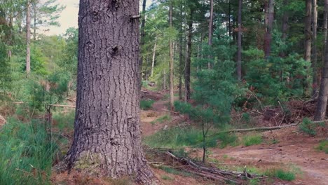 forest scenery with tall trees