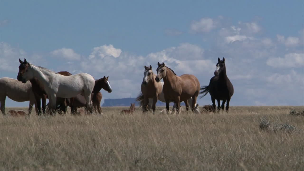 Cavalos Selvagens Pastam em Campos Abertos no Wyoming