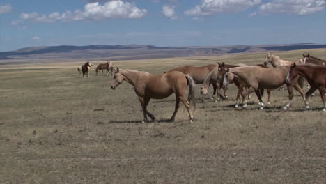 wild horses graze in open rangeland in wyoming