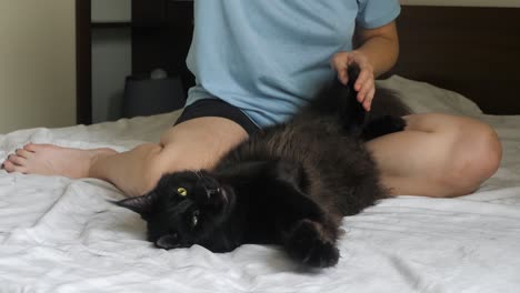 feather on string grabbed by maine coon black cat