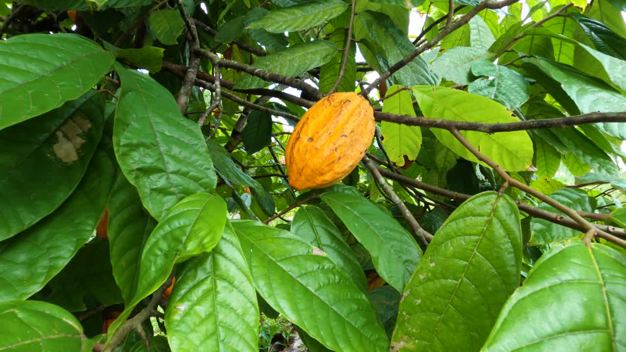 vista panorámica de las bayas de cacao maduras en el árbol de cacao