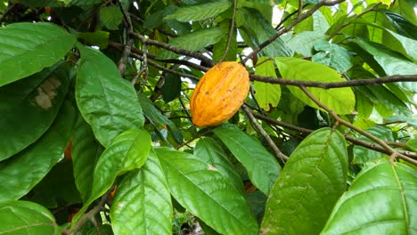 panoramic view of ripe cacao berries on the cacao tree