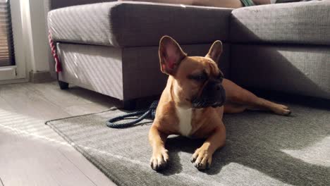 a small french bulldog lies on the carpet and proudly looks ahead in the lens in slow motion