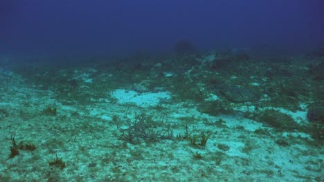 Sea-turtle-swimming-over-reef-in-the-Caribbean-Sea-Cozumel-Mexico