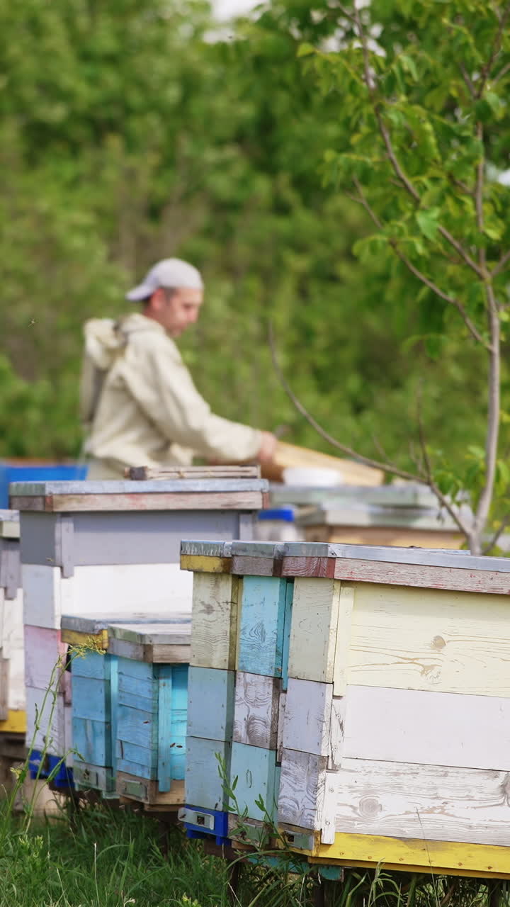 Rural bee farm with wooden hives located in the nature. Male apiculturist working at the apiary at backdrop in blur. Nature background. Vertical video