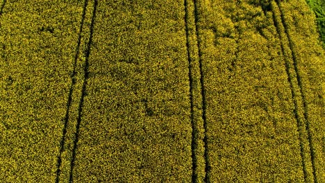 Drone-Aéreo-Volando-Arriba-Hacia-Abajo-Vista-De-Flores-Amarillas-De-Primavera-En-Un-Pequeño-Pueblo,-Campo-De-Colza-En-Plena-Flor,-Campo-Suiza