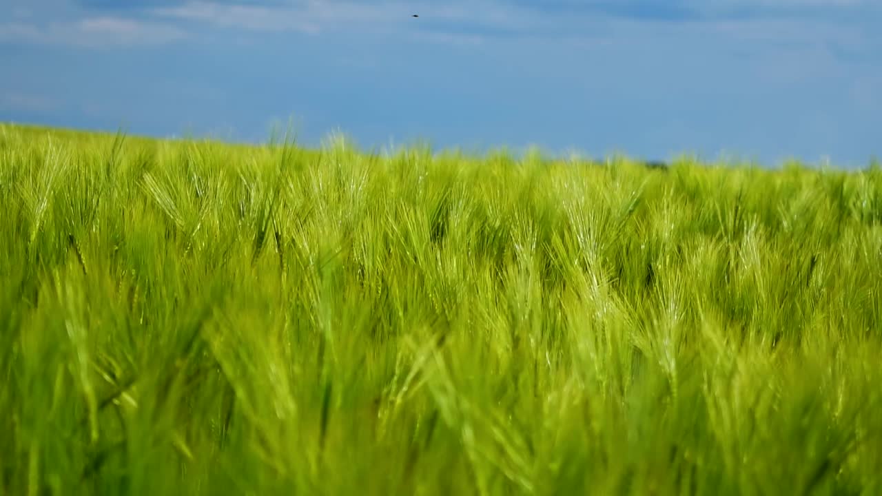 Green field under blue sky. Fresh spikelets of organic plants growing in agricultural place. Plants swaying in wind. Green nature background.