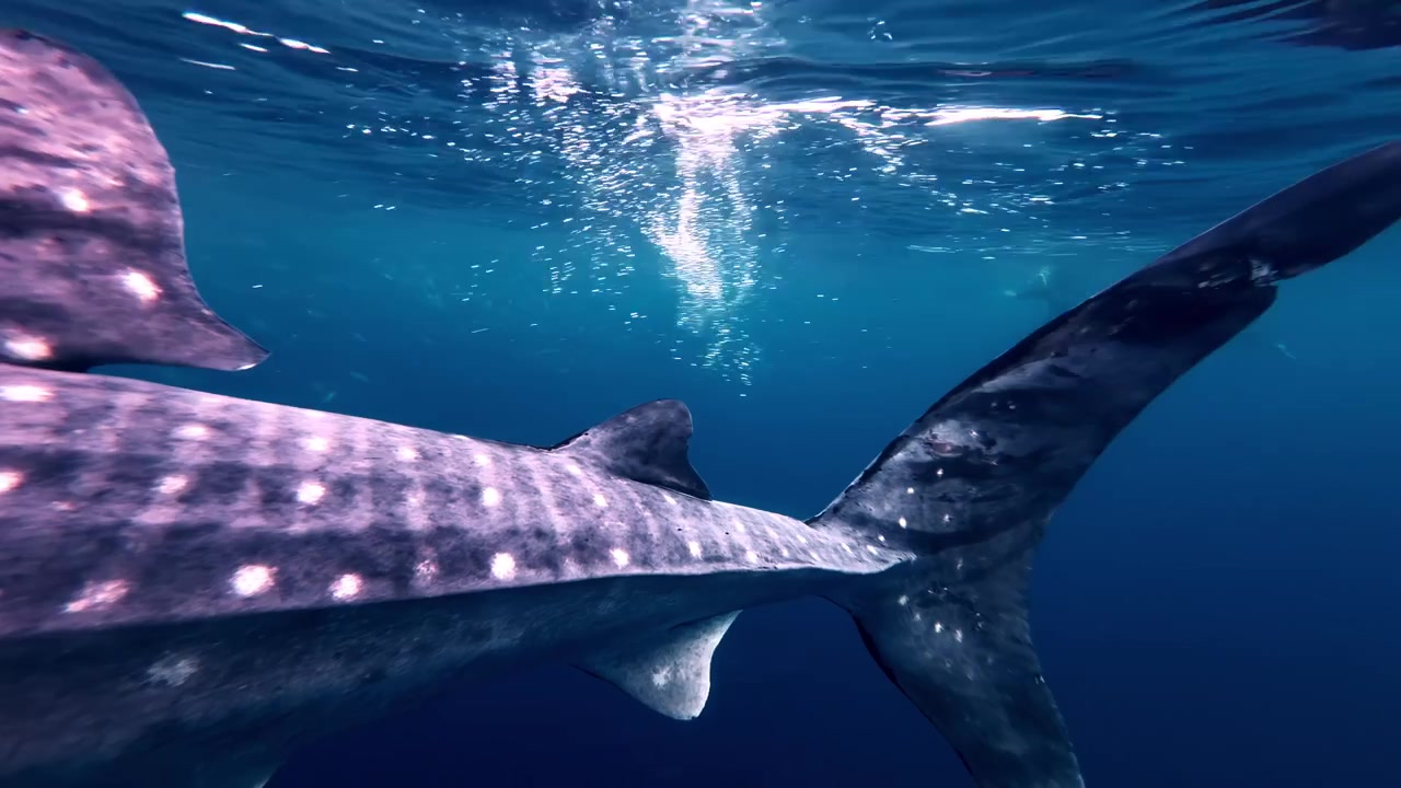 The elongated body of an enormous whale shark, with the characteristic white spot patterns, prominent gill slits, and large pectoral fin.